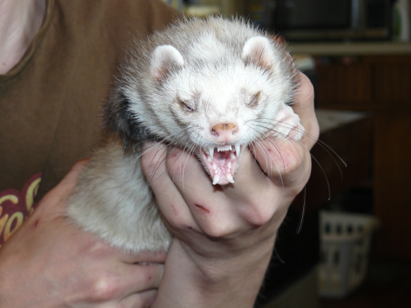 Creation of Now THAT'S an Ferret: Step 1